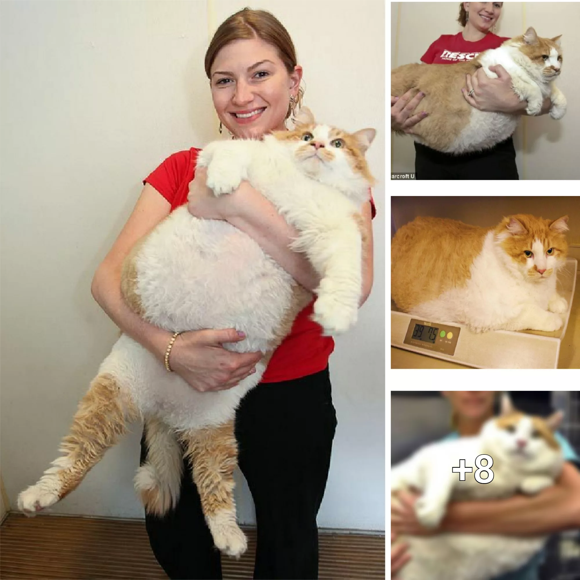 Introducing the Enormous Feline: Garfield Reigns as the Heaviest Cat in ...