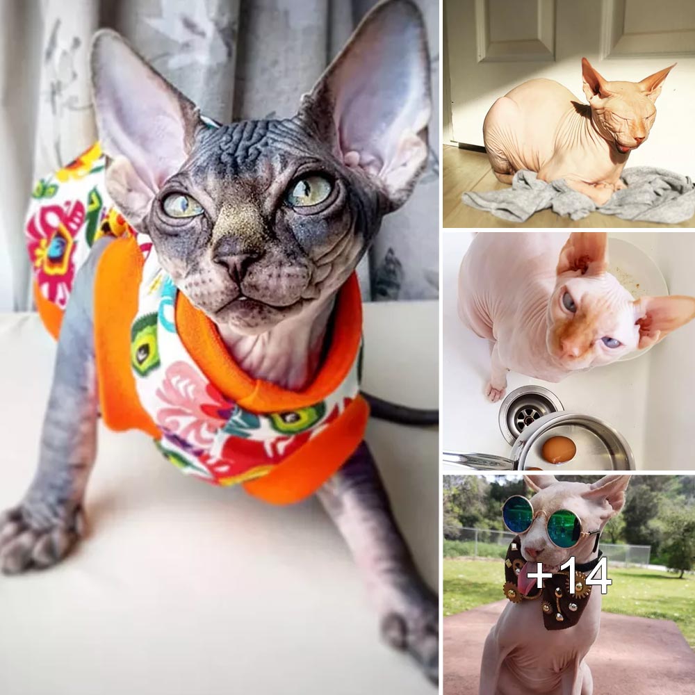 Convincingly Cute Sphynx Cats