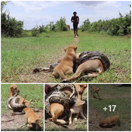 Courageous Canine Confronts Venomous Snake A Fearless Puppys Heroic