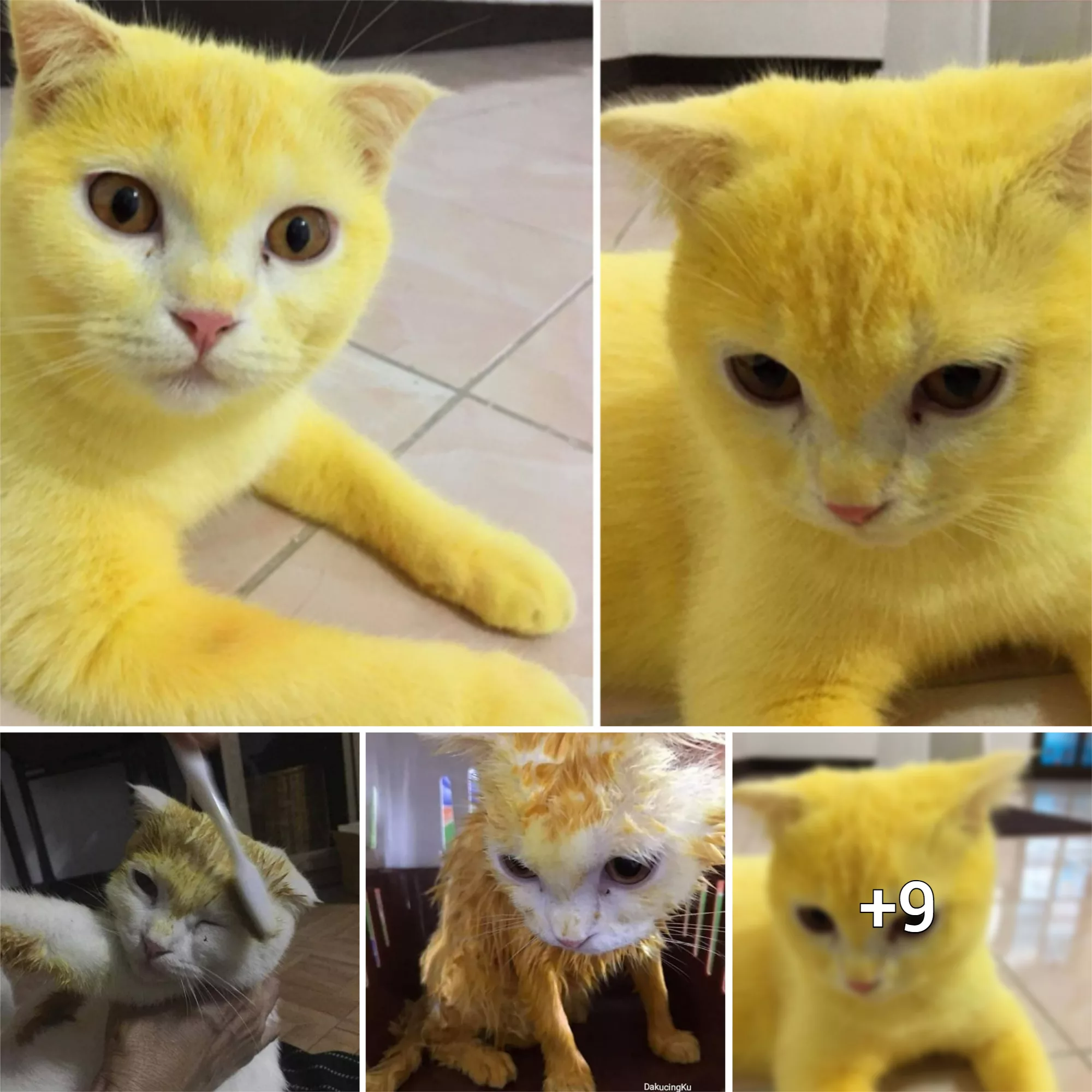 Желтый в реальной жизни. Кот Пикачу куркума. Кошка Пикачу. Желтый котенок. Котенок Пикача.