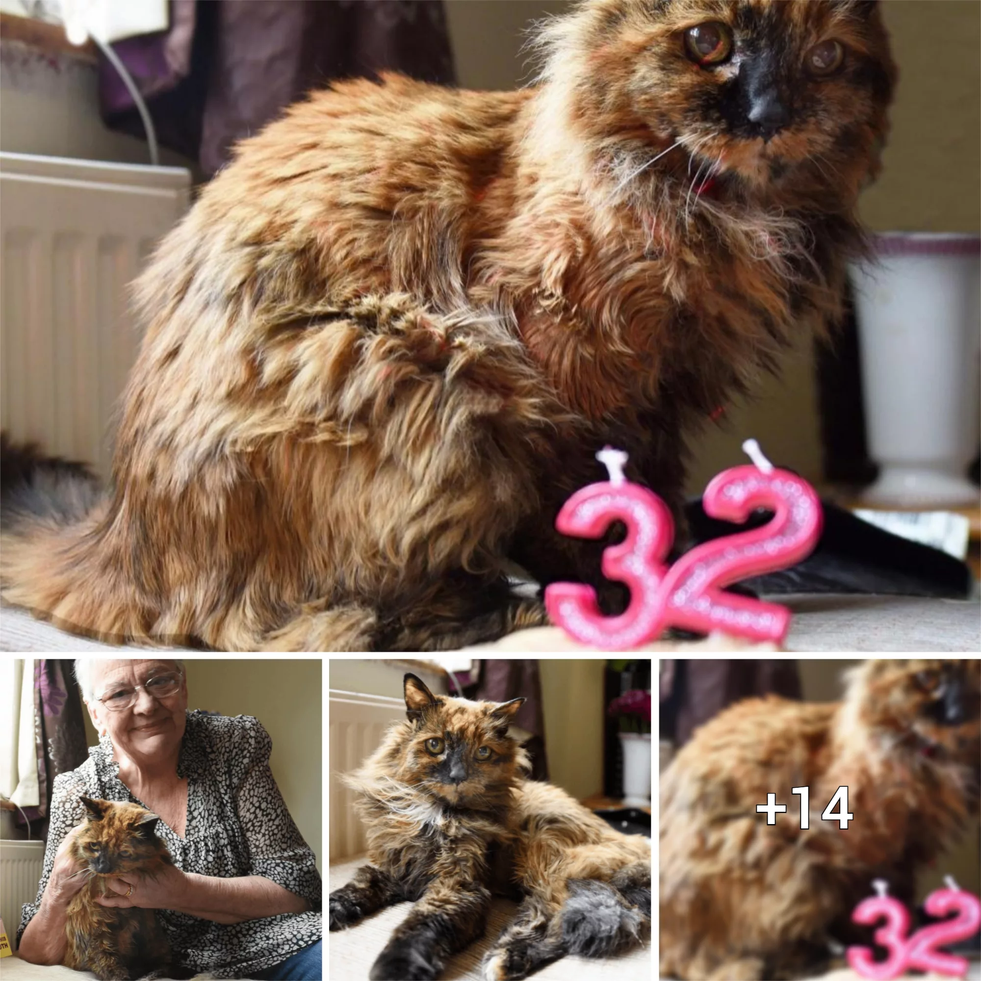 Meow Some Birthday Bash Meet The Feline Phenomenon Set To Break World Record As The Oldest 4654