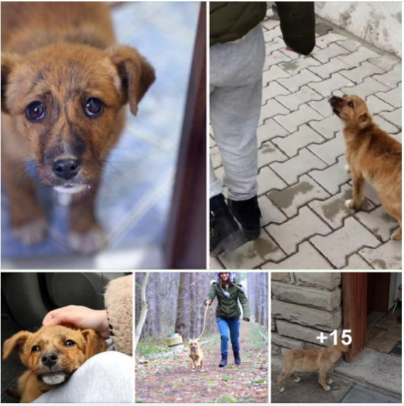 The Heartwarming Story Of A Stray Dog's Adoption By A Compassionate Couple