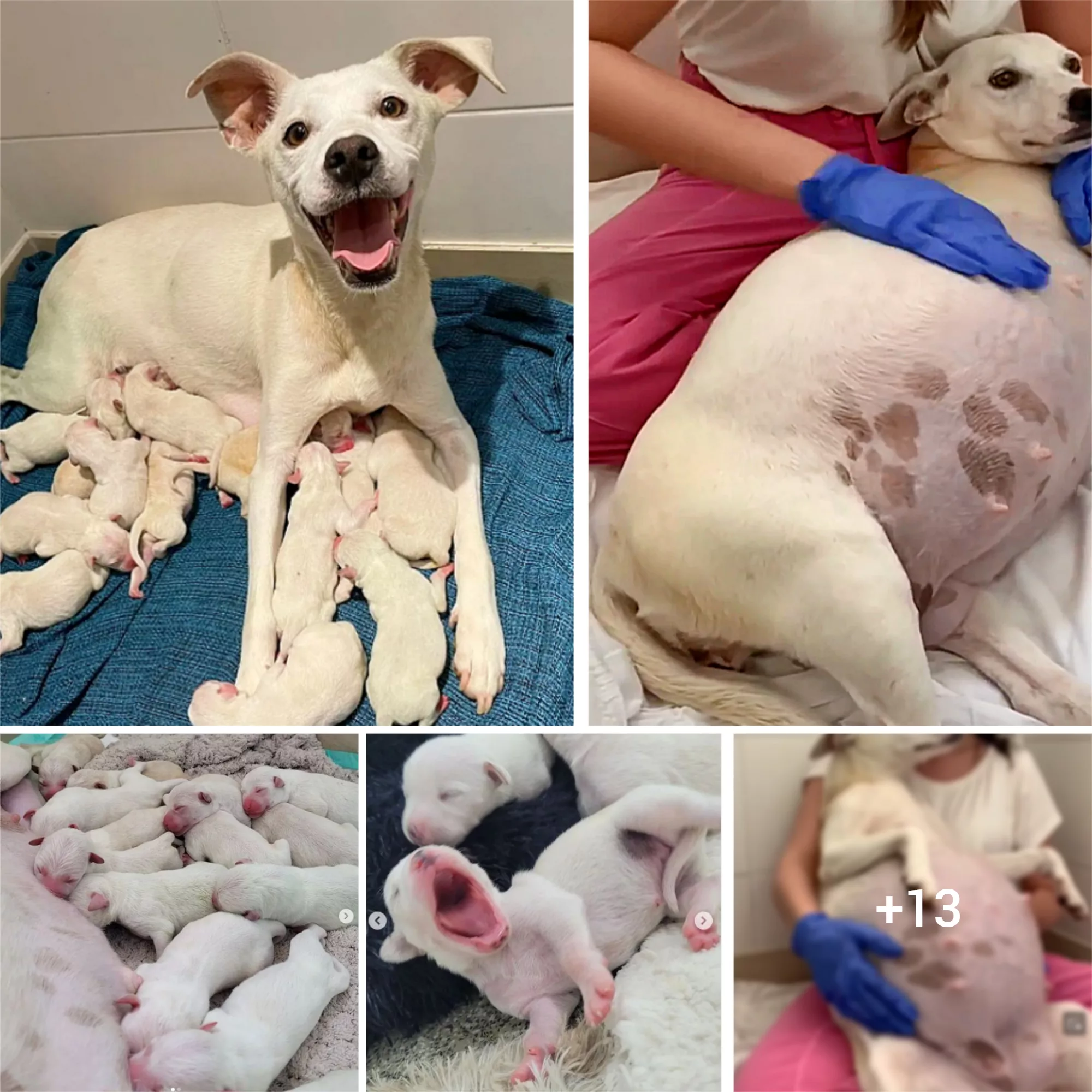 Heartwarming Tale: Mama Dog Left at Shelter During 9th Week of ...