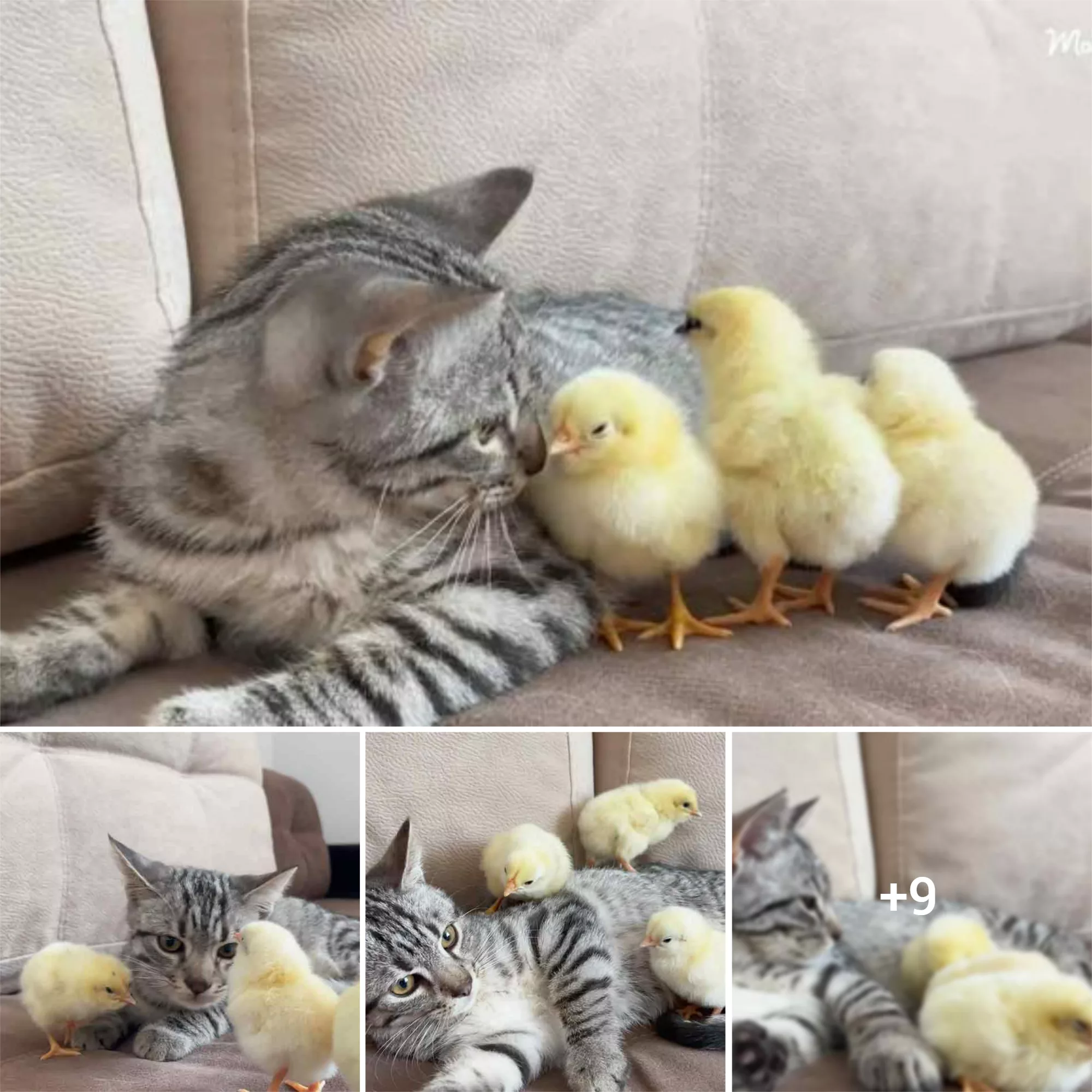 The Heartwarming Tale of a Feline Who Adopts Chicks as Her Own: A Story 